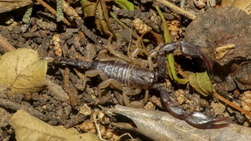 Euscorpius flavicaudis